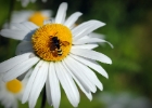 Nikon Bees 150615 (22).JPG
